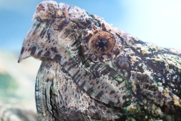 Alligator sköldpadda — Stockfoto