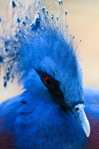 Güvercin taç victoria — Stok fotoğraf