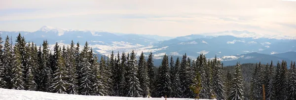 カルパティア山脈の冬の森 — ストック写真