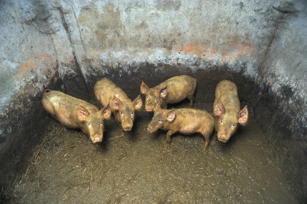 Грязные маленькие свиньи — стоковое фото