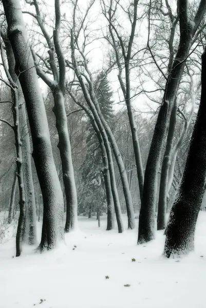 Деревья в снегу в зимнем парке — стоковое фото
