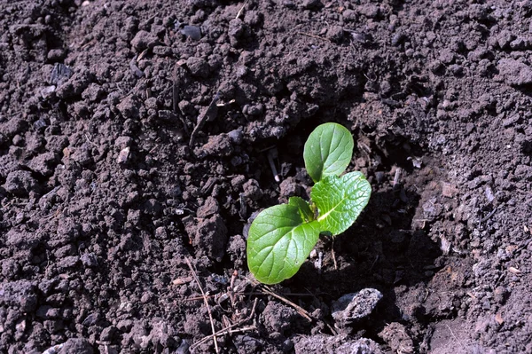 Green young sprout in the earth — Stock Photo, Image