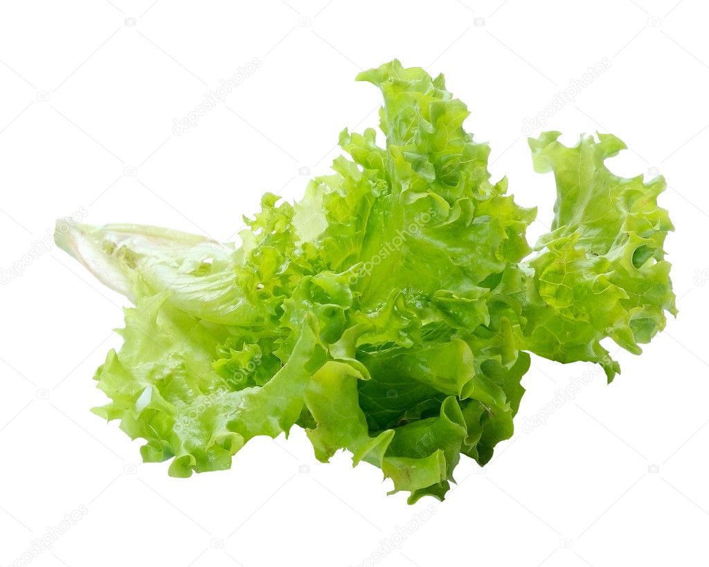 Green salad lettuce with a root