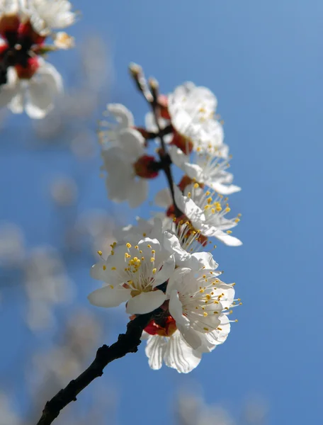 桜の木の枝 — ストック写真