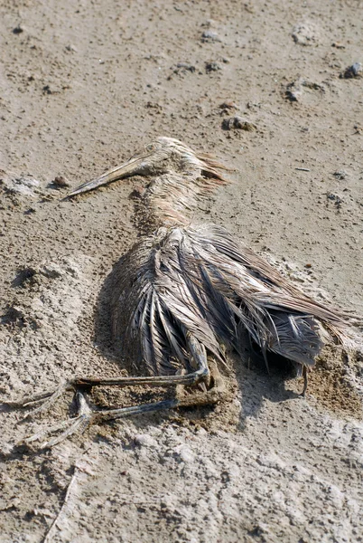 stock image Skeleton of a dead flamingo