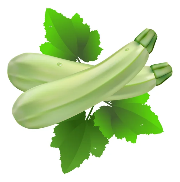 Courgette — Stock Vector