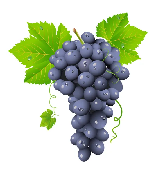 Grappe de raisins — Image vectorielle