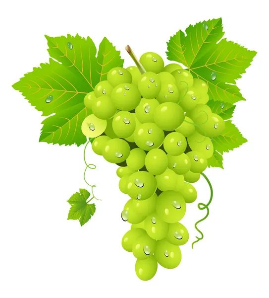 Aglomerado de uvas brancas — Vetor de Stock