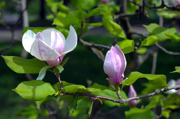 Blommande magnolia — Stockfoto