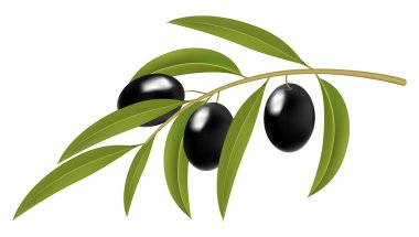 Black olives on branch clipart