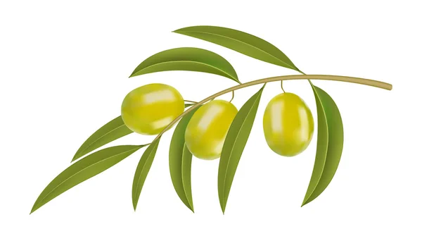 Măsline verzi pe ramură — Vector de stoc