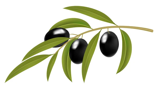 Black olives on branch — Stock Vector
