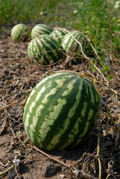 stock image Ripe water-melons