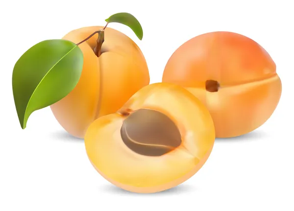 Abricot — Image vectorielle