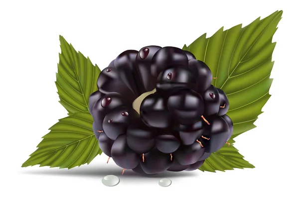 桑椹 (黑莓) — 图库矢量图片