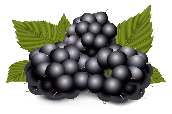 Dewberries (βατόμουρα) — Διανυσματικό Αρχείο