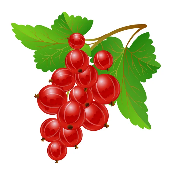 Red gooseberries — Stock Vector