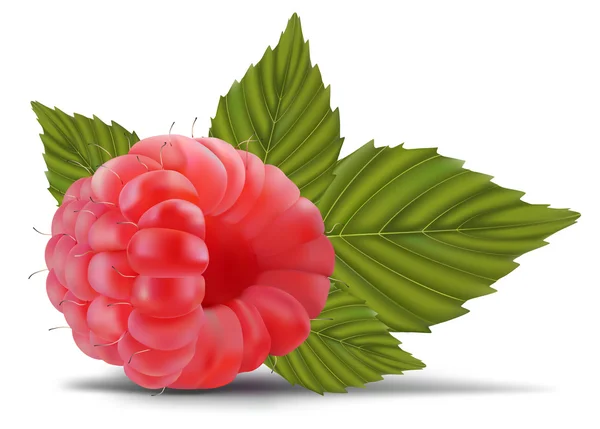 Raspberry with leaves — Stock Vector