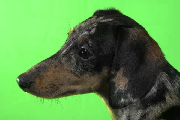 Dachshund