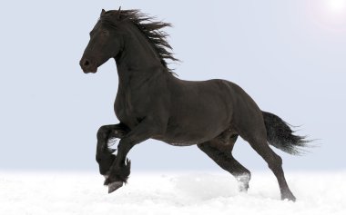 Galopping Friesian horse clipart