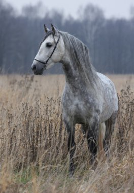 Grey Horse in the late autumn clipart