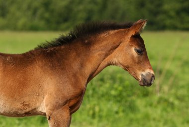 Foal clipart