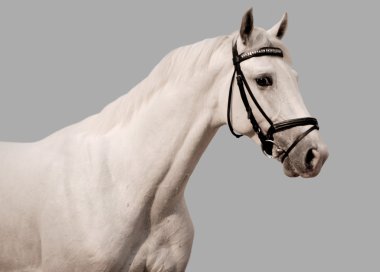 White horse on grey background clipart