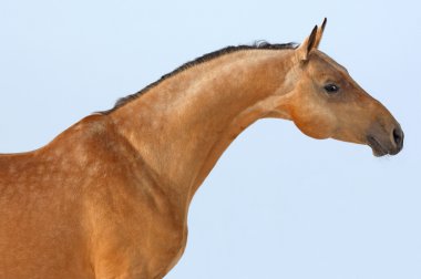 Bushskin horse against the blue sky clipart