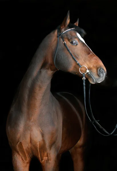 Bruin paard op zwarte achtergrond — Stockfoto