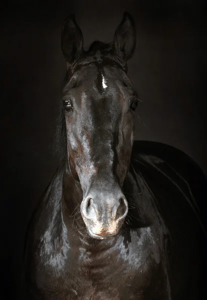 Dunkles Pferd — Stockfoto