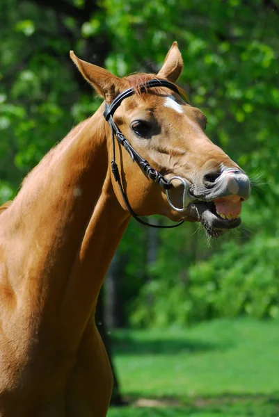 Cavallo sorridente — Foto Stock