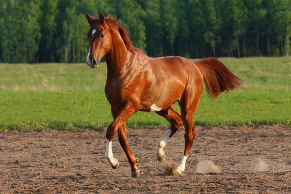 Cavalo dançando — Fotografia de Stock