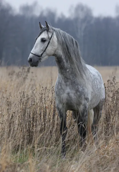 Cavallo grigio nel tardo autunno — Foto Stock