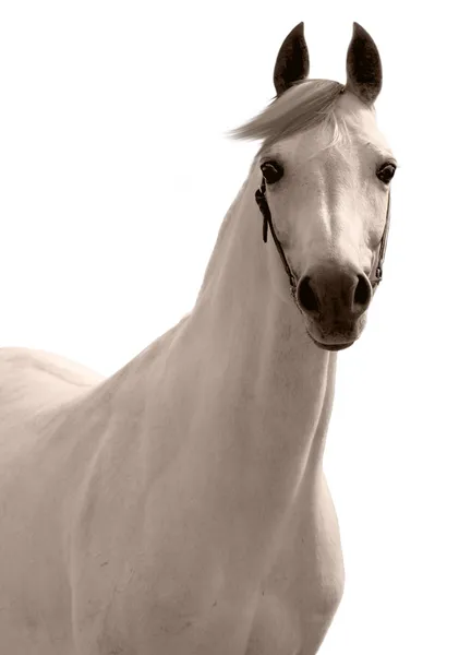 Cavalo árabe branco isolado — Fotografia de Stock