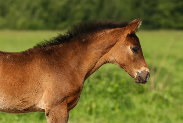 Foal — Stock Photo, Image