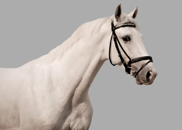 Bílý kůň na šedém pozadí — Stock fotografie
