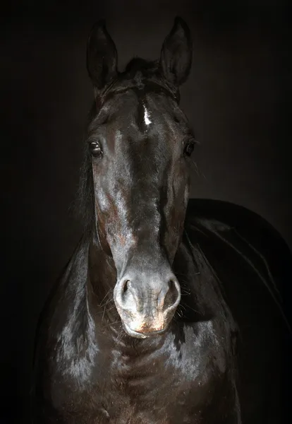 Černý kůň Stock Snímky