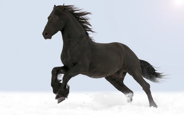 Άλογο Φρισλανδός galopping Royalty Free Φωτογραφίες Αρχείου