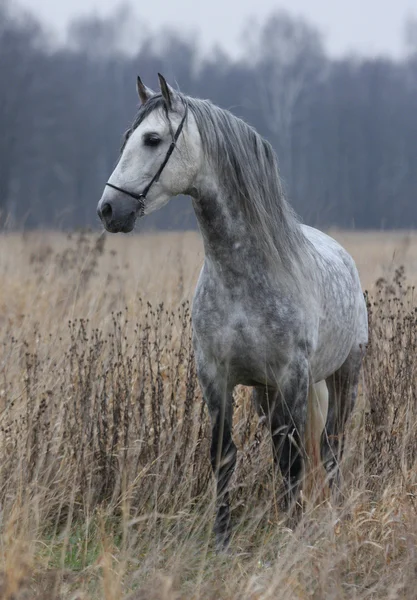 Grey Horse in the late autumn Stock Photo