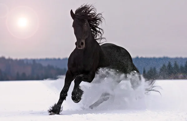 Koń fryzyjski Zdjęcie Stockowe