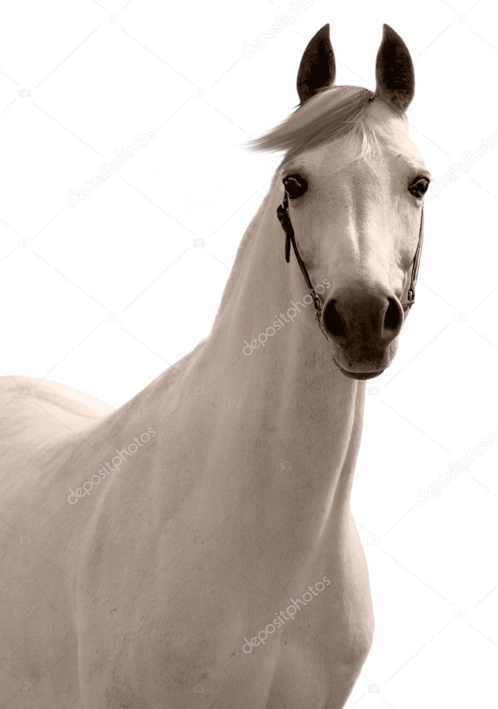 White arabian horse isolated