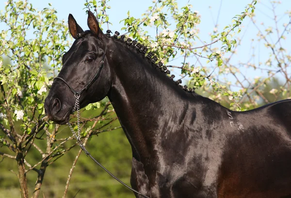 Black horse in orchard — Stock Photo, Image