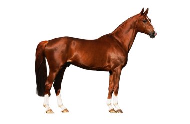 Horse exterior isolated on white clipart