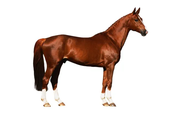 Häst utvändigt isolerad på vit Royaltyfria Stockbilder