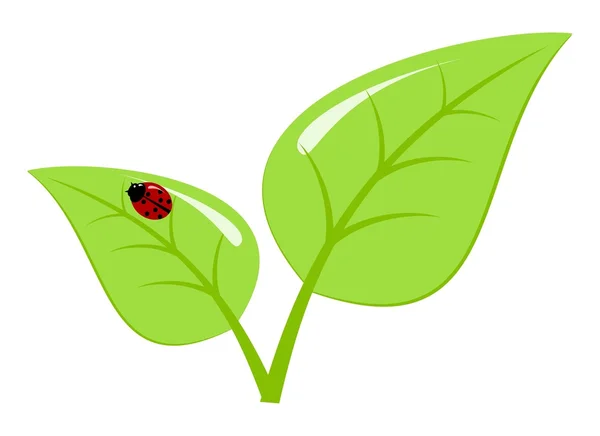 Φύλλα και πασχαλίτσα — Διανυσματικό Αρχείο