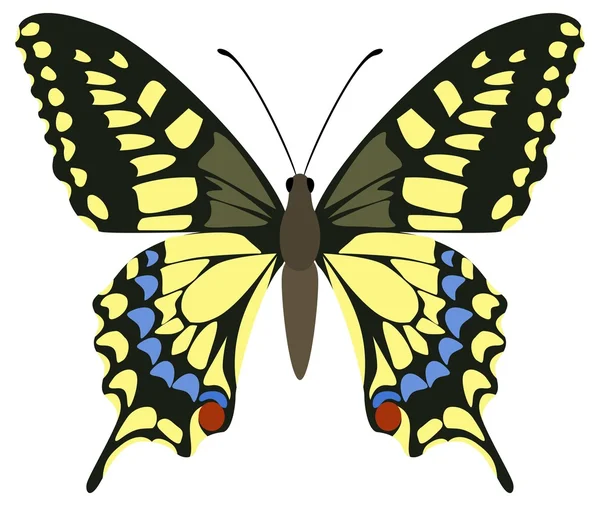 Macaão Papilio — Vetor de Stock