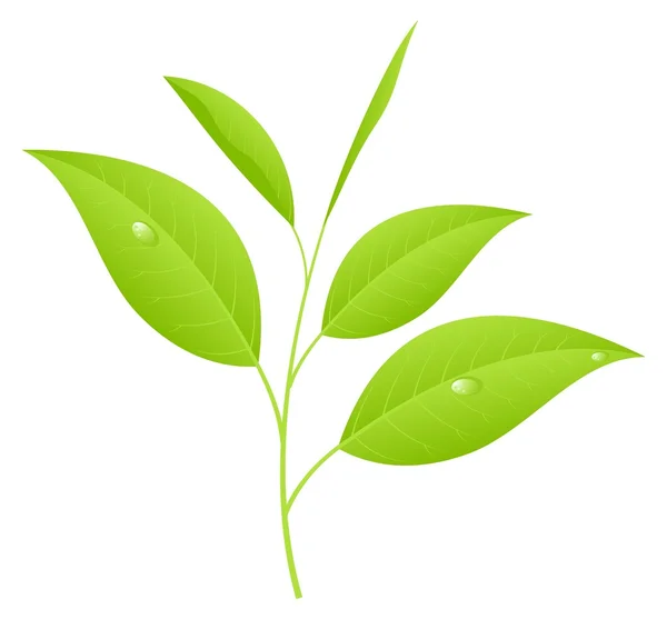 Листья чая — стоковый вектор