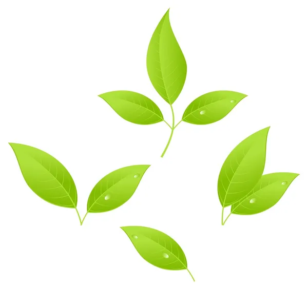 Φύλλα τσαγιού — Διανυσματικό Αρχείο