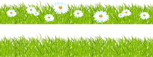 Grass and camomiles. — Stock Vector