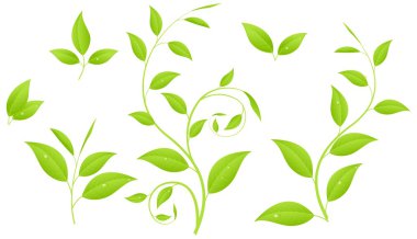 Green branches clipart